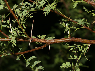 White thorns on an Acacia constricta - Whitethorn Acacia, White-thorn Acacia