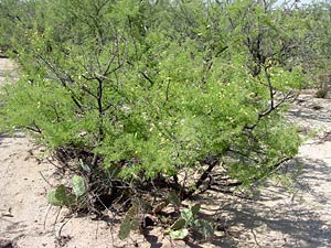 Acacia greggii - Catclaw Acacia