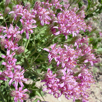 Acourtia wrightii - Brownfoot, Perezia