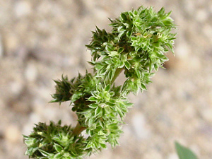 Amaranthus palmeri - Carelessweed, Palmer Amaranth, Palmer's Amaranth