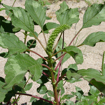 Amaranthus palmeri - Carelessweed, Palmer Amaranth, Palmer's Amaranth