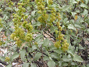 Ambrosia deltoidea - Triangle Bur Ragweed, Triangle Burr-Ragweed, Triangleleaf Bursage, Triangle-leaf Bursage
