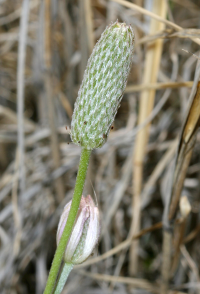 Anemone tuberosa - Tuber Anemone, Desert Anemone (fruit)