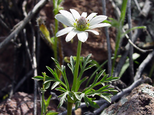 Anemone tuberosa - Tuber Anemone, Desert Anemone
