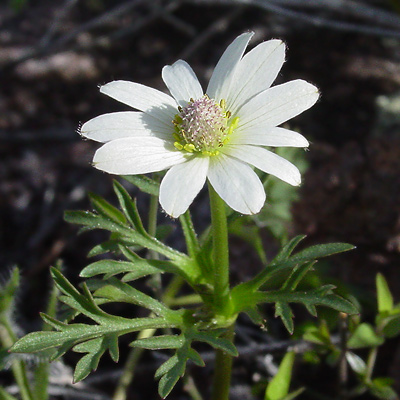 Anemone tuberosa - Tuber Anemone, Desert Anemone (white flower)