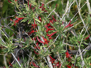 Anisacanthus thurberi - Thurber's Desert Honeysuckle, Chuparosa (red flowers)