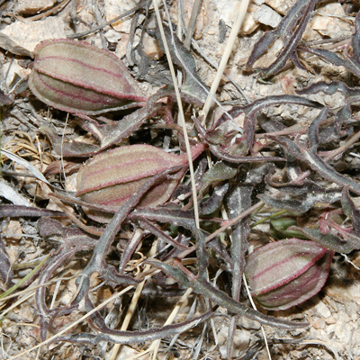 Aristolochia watsonii - Watson's Dutchman's Pipe, Southwestern Pipevine (fruit)