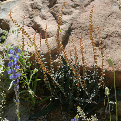 Astrolepis cochisensis - Cochise Scaly Cloakfern