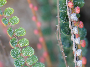 Astrolepis cochisensis - Cochise Scaly Cloakfern