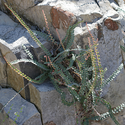 Astrolepis cochisensis - Cochise Scaly Cloakfern