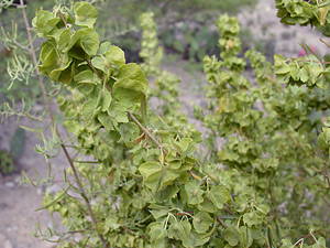 Atriplex canescens - Fourwing Saltbush, Four-wing Saltbush, Chamise, Chamize, Chamiso, Shadscale (seeds)