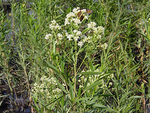 Baccharis salicifolia - Mule-fat, Mule's Fat, Seep-willow, Seepwillow