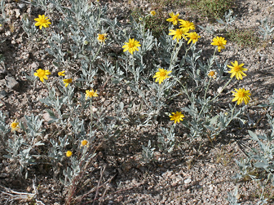 Bahia absinthifolia - Hairyseed Bahia, Silverleaf Bahia