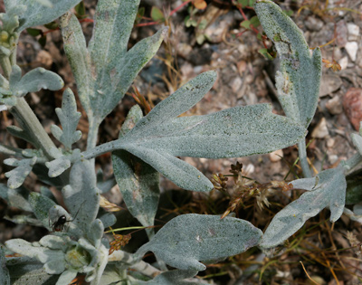 Bahia absinthifolia - Hairyseed Bahia, Silverleaf Bahia (leaf)