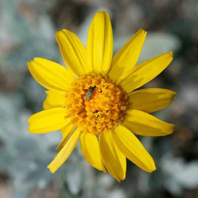 Bahia absinthifolia - Hairyseed Bahia, Silverleaf Bahia (flower)