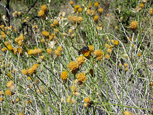 Bebbia juncea - Sweetbush, Chuckwalla's Delight