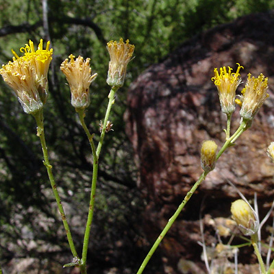 Bebbia juncea - Sweetbush, Chuckwalla's Delight