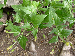 Brickellia coulteri - Coulter's Brickellbush, Coulter's Brickellia