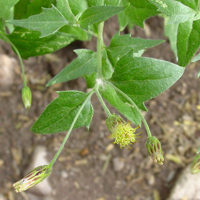 Brickellia coulteri - Coulter's Brickellbush, Coulter's Brickellia