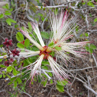 Calliandra eriophylla - Fairyduster, Fairy Duster (white flowers)